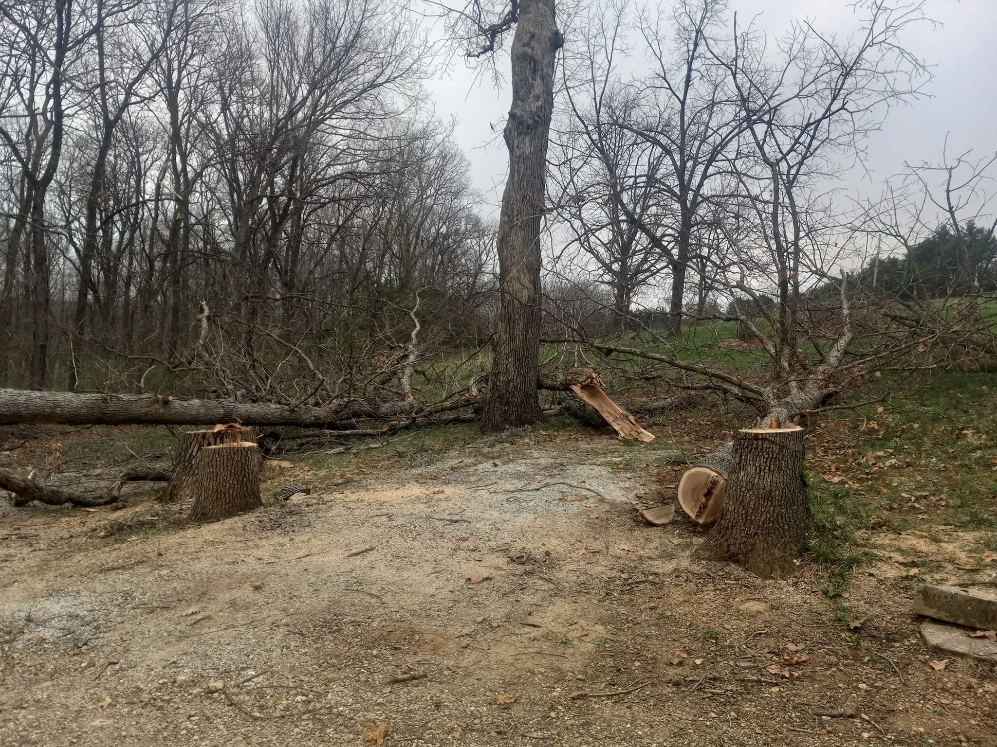 Storm and tree damage requiring roof repair in Missouri